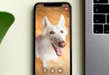 5 Best Dog Monitoring Apps for iPhone